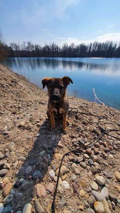 Dogorama Photo Challenge - Der Frühling kommt-Beitrag-Bild