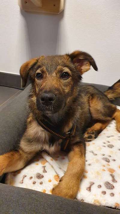 Mischlingshunde Foto Aufruf-Beitrag-Bild