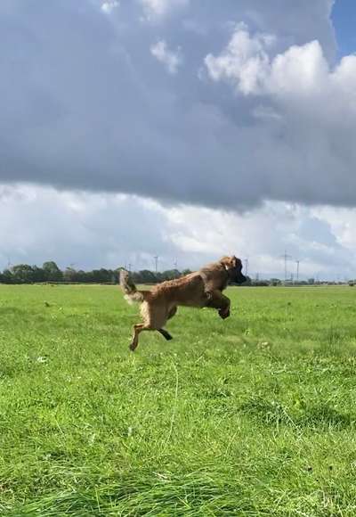 Dogorama Photo Challenge - Hunde in Action-Beitrag-Bild