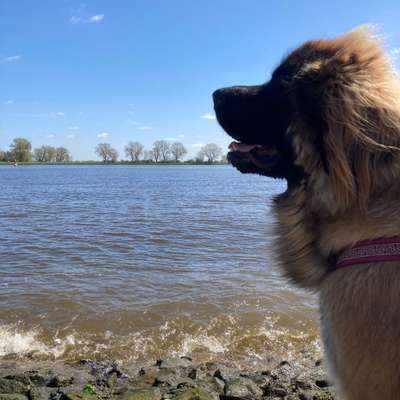 Hundetreffen-Hundesitter Syke-Bild