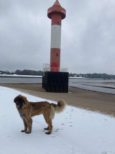 Leonberger-Beitrag-Bild