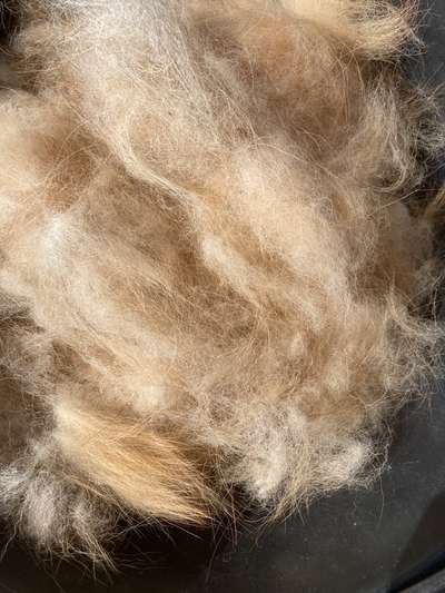 Ressource Hundewolle-Beitrag-Bild