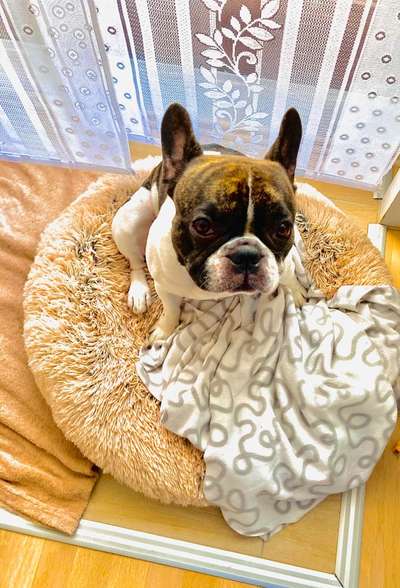 Zeigt her eure Frenchi-Beitrag-Bild