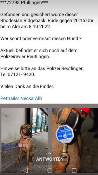 Rhodesian Ridgeback-Beitrag-Bild