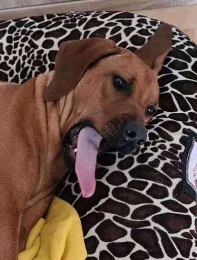 Dogorama Photo Challenge - lustigste Grimasse-Beitrag-Bild