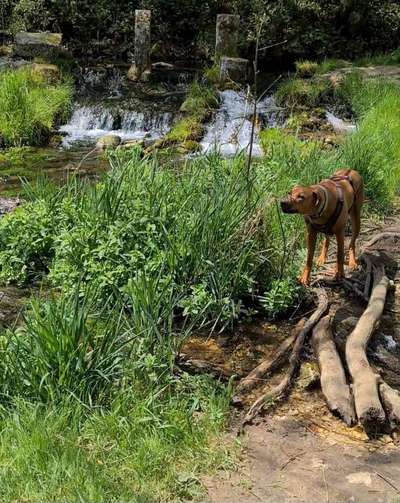 Dogorama Photo Challenge - Wasserfall-Beitrag-Bild