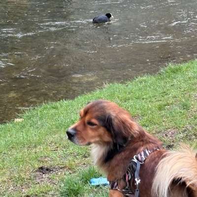 Hundetreffen-Gemeinsam Gassi gehen-Bild