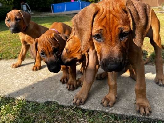 Rhodesian Ridgeback-Beitrag-Bild