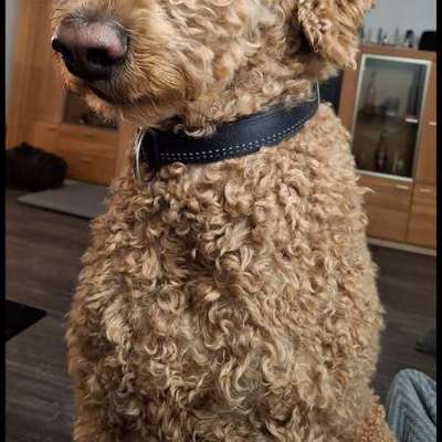 Pudel-Treffen-Beitrag-Bild