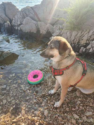 TierschutzhundeStammtisch🐕-Beitrag-Bild