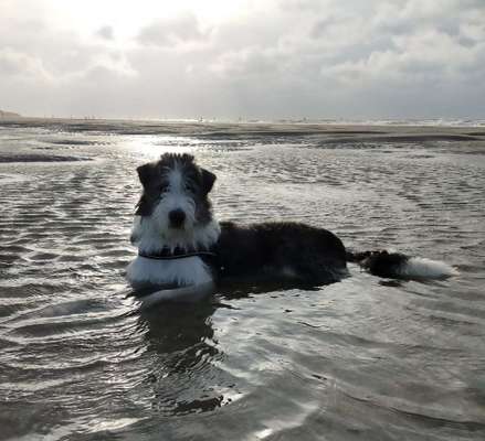 Gibts hier Mioritic Besitzer?-Beitrag-Bild