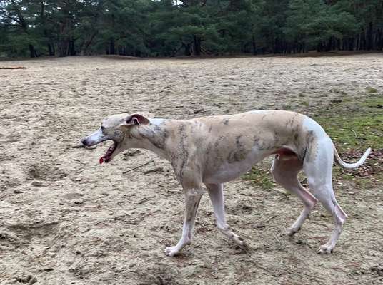 Windhunde - Treffen der besonderen Schönheiten
HERZLICH WILLKOMMEN-Beitrag-Bild
