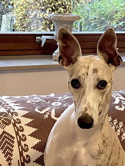 Dogorama Photo Challenge - Hundeblick zum hinschmelzen-Beitrag-Bild