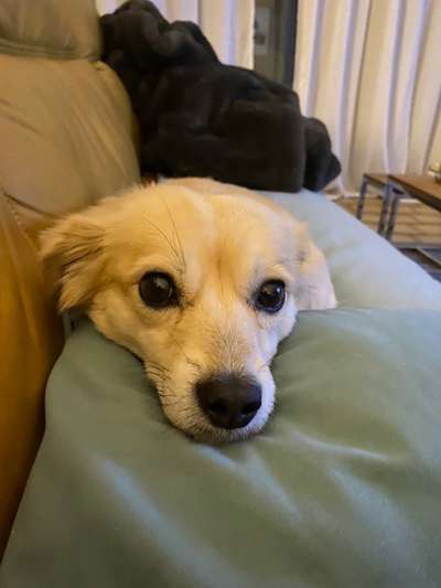 Dogorama Photo Challenge - Hundeblick zum hinschmelzen-Beitrag-Bild