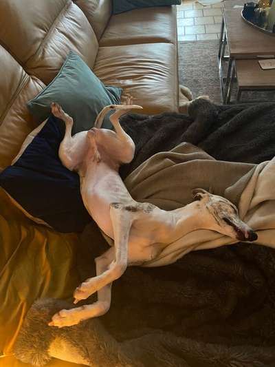 Windhunde - Treffen der besonderen Schönheiten
HERZLICH WILLKOMMEN-Beitrag-Bild