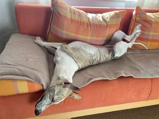 Windhunde - Treffen der besonderen Schönheiten
HERZLICH WILLKOMMEN-Beitrag-Bild