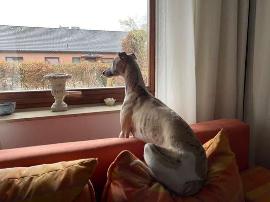 Windhunde - Treffen der besonderen Schönheiten
HERZLICH WILLKOMMEN-Beitrag-Bild