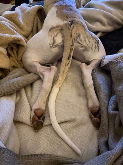 Windhunde - Treffen der besonderen Schönheiten
HERZLICH WILLKOMMEN-Beitrag-Bild