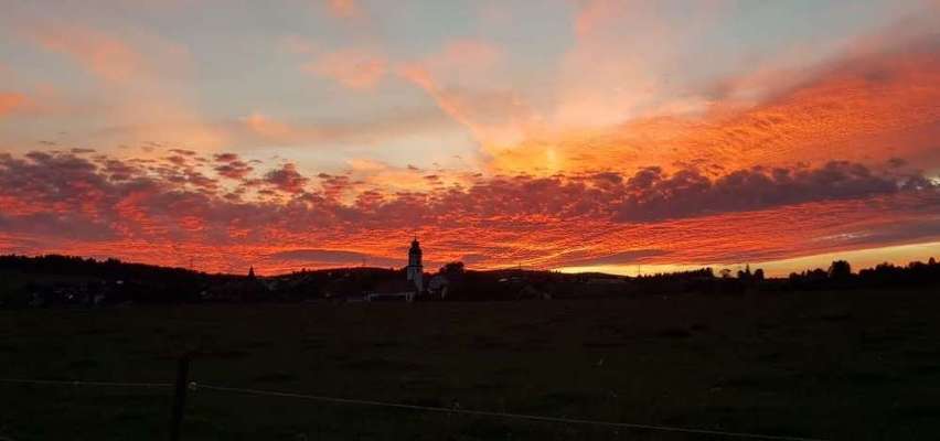 Die wunderschöne Welt mit Hund.-Beitrag-Bild