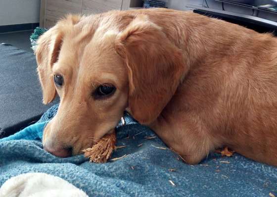 Die besten Hundeblicke 🐾❤️-Beitrag-Bild