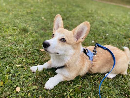 Corgis und ihre persönlichen Hofangestellten-Beitrag-Bild