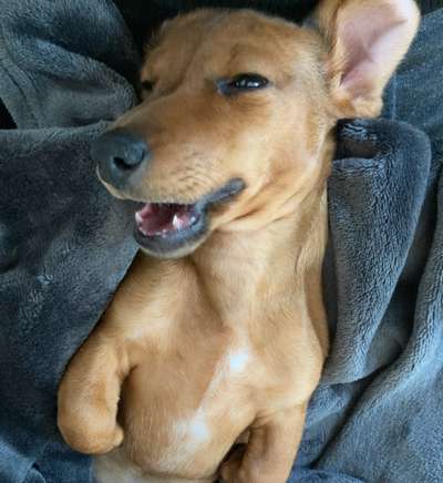 Dogorama Photo Challenge - Einmal lächeln bitte-Beitrag-Bild