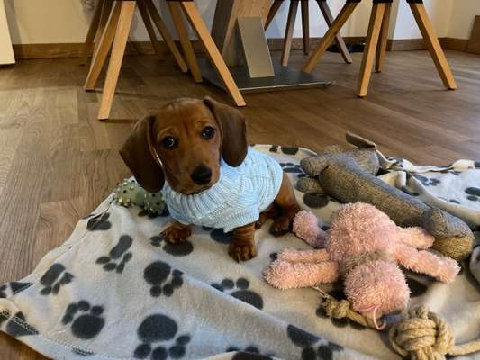 Dackelblick-Beitrag-Bild