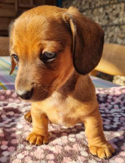 Welpen Bilder !-Beitrag-Bild