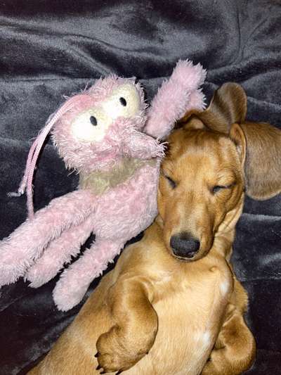 Der Lieblingsplüschi eures Vierbeiners-Beitrag-Bild