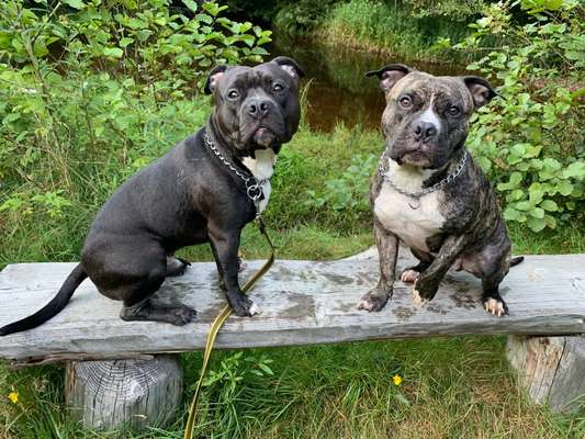 Hundetreffen-Zwei Bullys suchen bullige Spielpartner (natürlich auch nicht bullige Hunde) Umgebung Birkenfeld-Bild