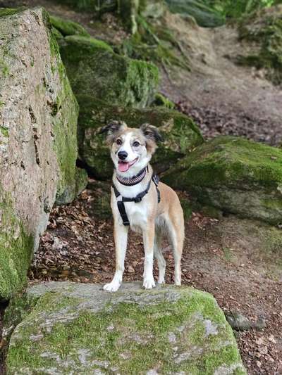 Hundetreffen-Ruby sucht Hundefreunde – zum Gassi, Spielen & Lernen 🐾-Bild