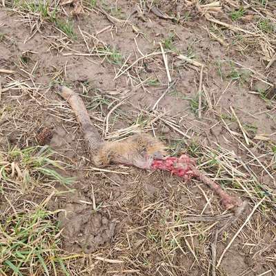 Giftköder-Rehbein am Feldrand-Bild