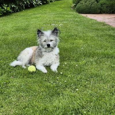Hundetreffen-Sozialkontakte aufbauen mit Gassi/Spielen/Training-Bild