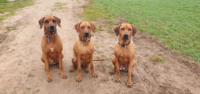Rhodesian Ridgeback-Beitrag-Bild