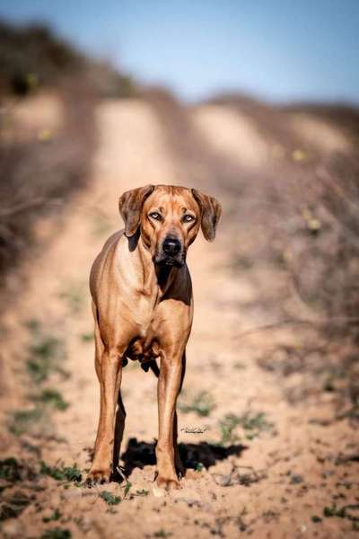 Rhodesian Ridgeback-Beitrag-Bild