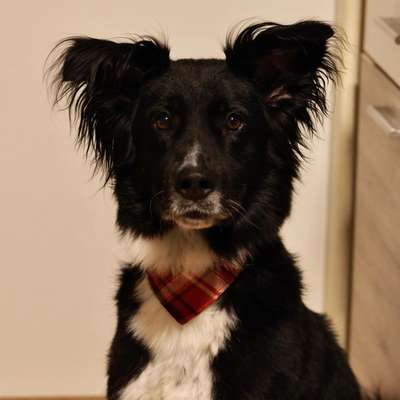 Hundetreffen-Ich mag alle 🐶