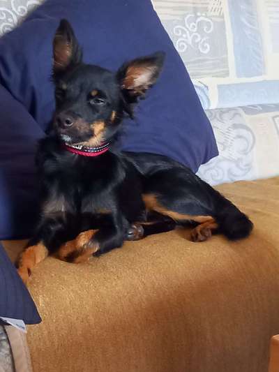 Prager Rattler-Beitrag-Bild