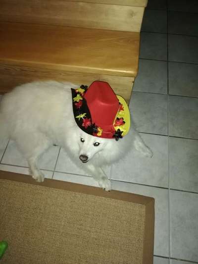 Spitz--Zwergspitz--kleinspitz---mittelspitz----Großspitz--Wolfsspitz-Beitrag-Bild