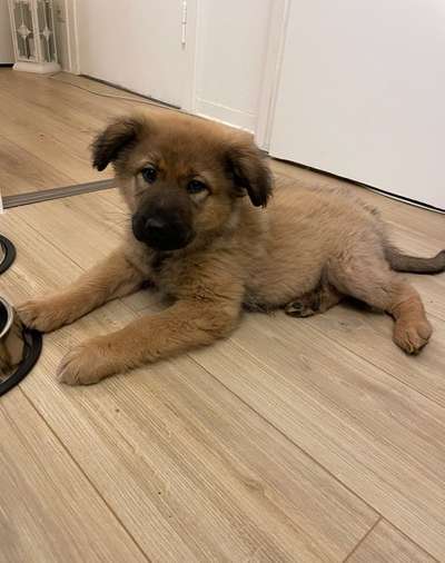 Als Welpen sind sie alle noch süßer-Beitrag-Bild