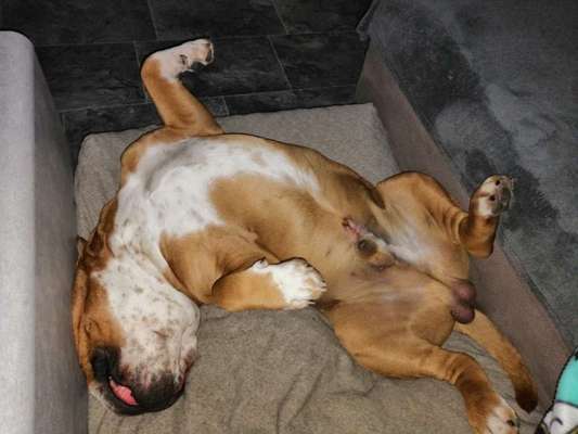 Zeigt mir die lustigsten Schlafpositionen eurer Fellnasen-Beitrag-Bild