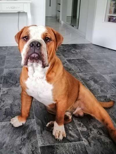 Olde English Bulldogge-Beitrag-Bild