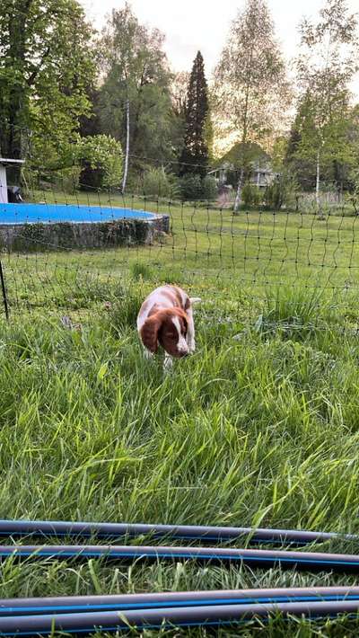 Springer Spaniel-Beitrag-Bild