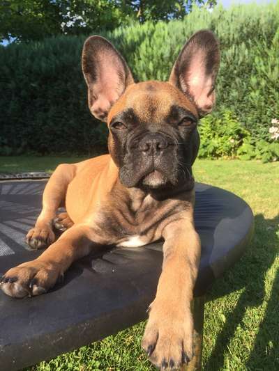 Zeigt her eure Frenchi-Beitrag-Bild