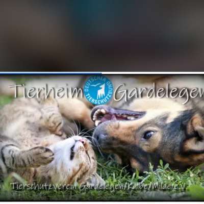 Hundetreffen-Hundewanderung vom Tierheim Gardelegen-Bild