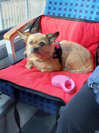 Mischlinge raten - Rätselspaß-Beitrag-Bild