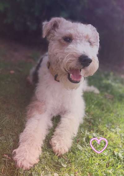 Airedale Terrier-Beitrag-Bild