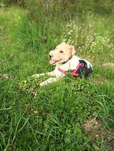 Airedale Terrier-Beitrag-Bild