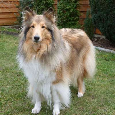 Hundetreffen-Colliehündin, Dogdance, Tricks-Bild