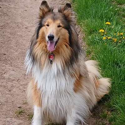 Hundetreffen-Colliehündin sucht gleichgesinntes Team (Hund/Mensch) für Gassirunden und Training-Bild