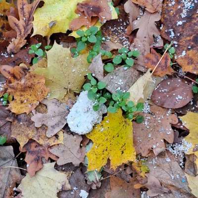 Giftköder-Evtl Gift-Bild